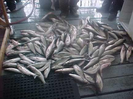 Texoma Outfitters