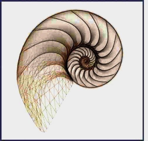 Nautilus Custom Service