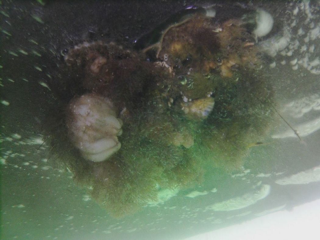 Hull Cleaning Fort Walton Beach