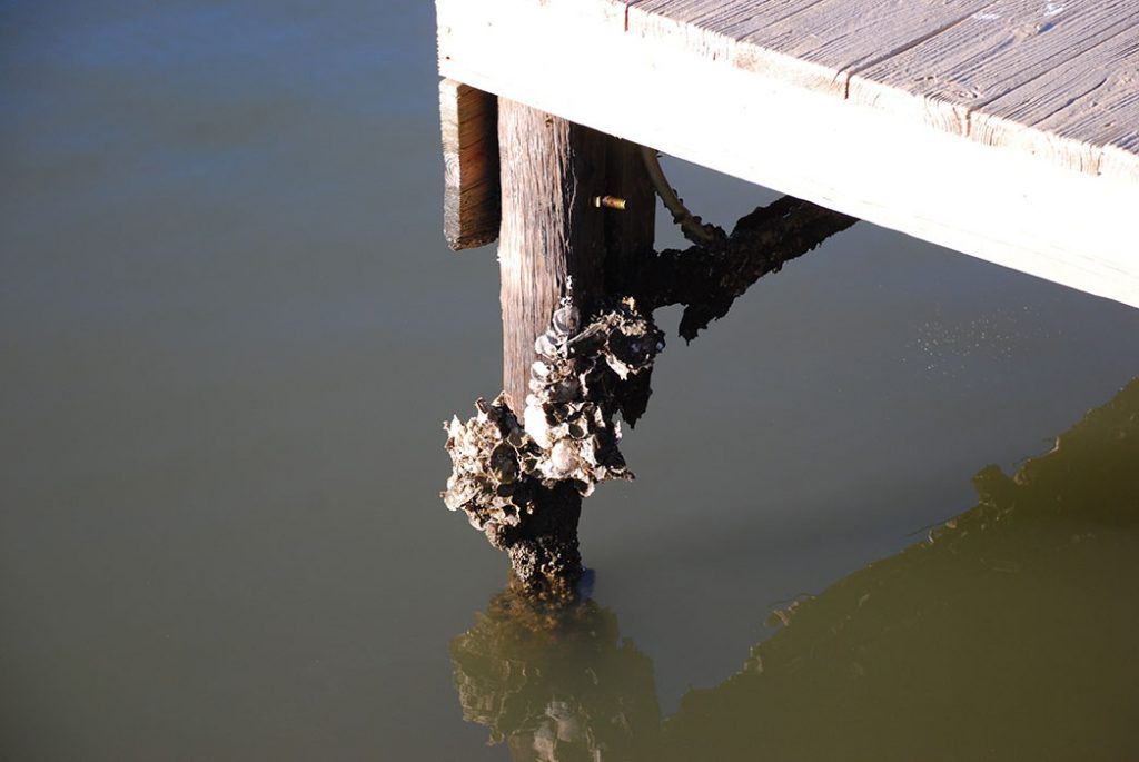 Dock Repair Naples FL